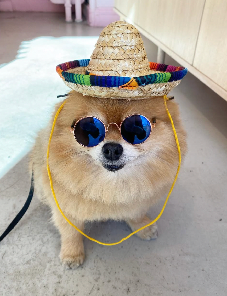 Sombrero | Hatt För Hund