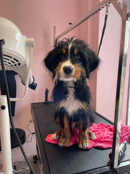 Hur badar man en hund hemma – steg för steg guide