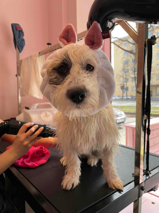 Hundspa, hundklipp och trimning – allt du behöver veta