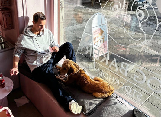 Hund hård i magen – vad kan man göra?
