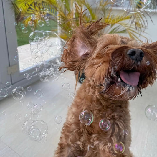 Meaty Bubbles