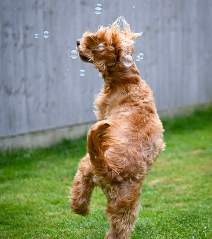 Meaty Bubbles