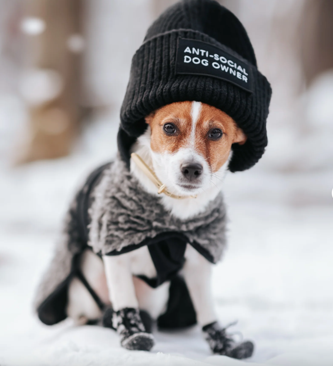 Ullmössa - Anti-Social Dog Owner