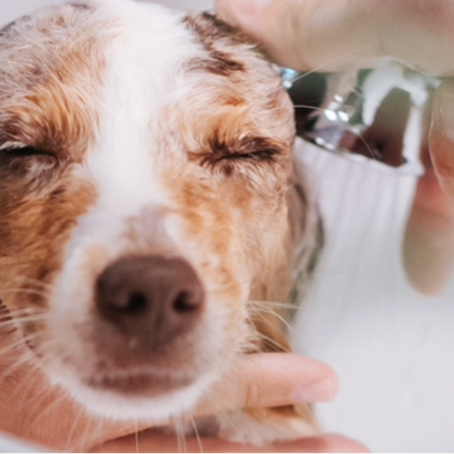 Dog shampoo & conditioner – deep cleaning & moisturizing