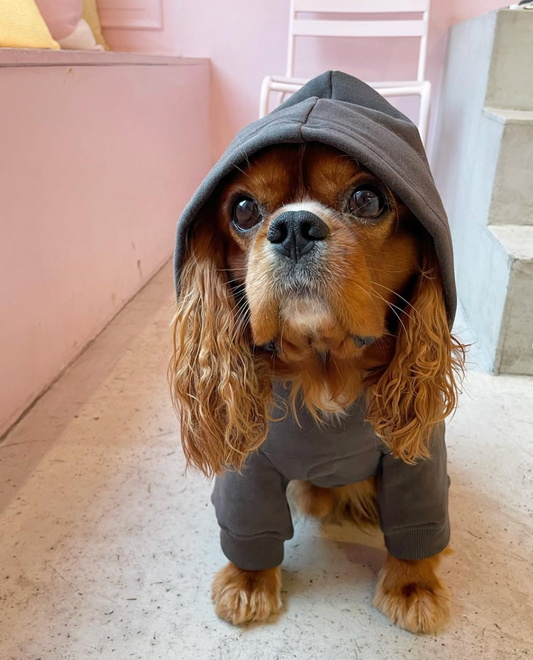 Hoodie | Kläder För Hund
