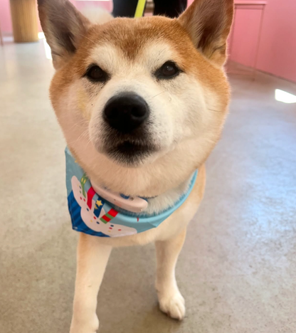 Birthday Bandana
