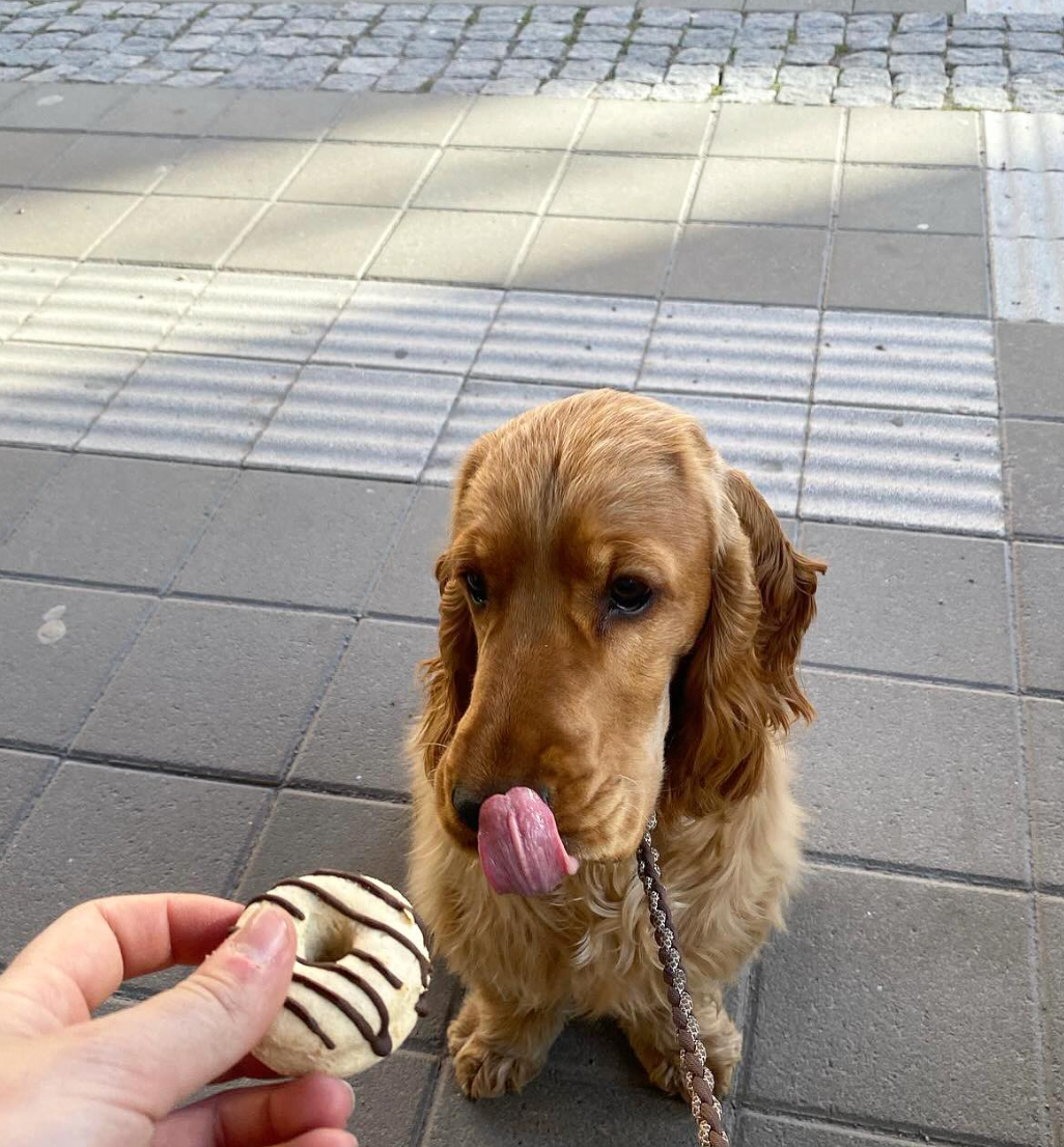 Doggie Donuts hundgodis – handbakade munkformar för hund närbild