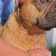 Tvätt-och Massageborste För Hund