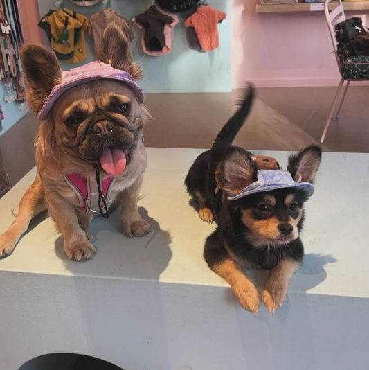 solhatt för hund