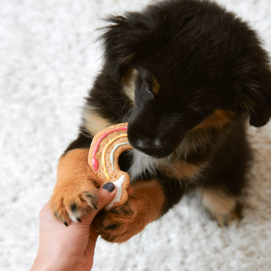 Drooling Dream hundgodis – handbakade hundkakor närbild