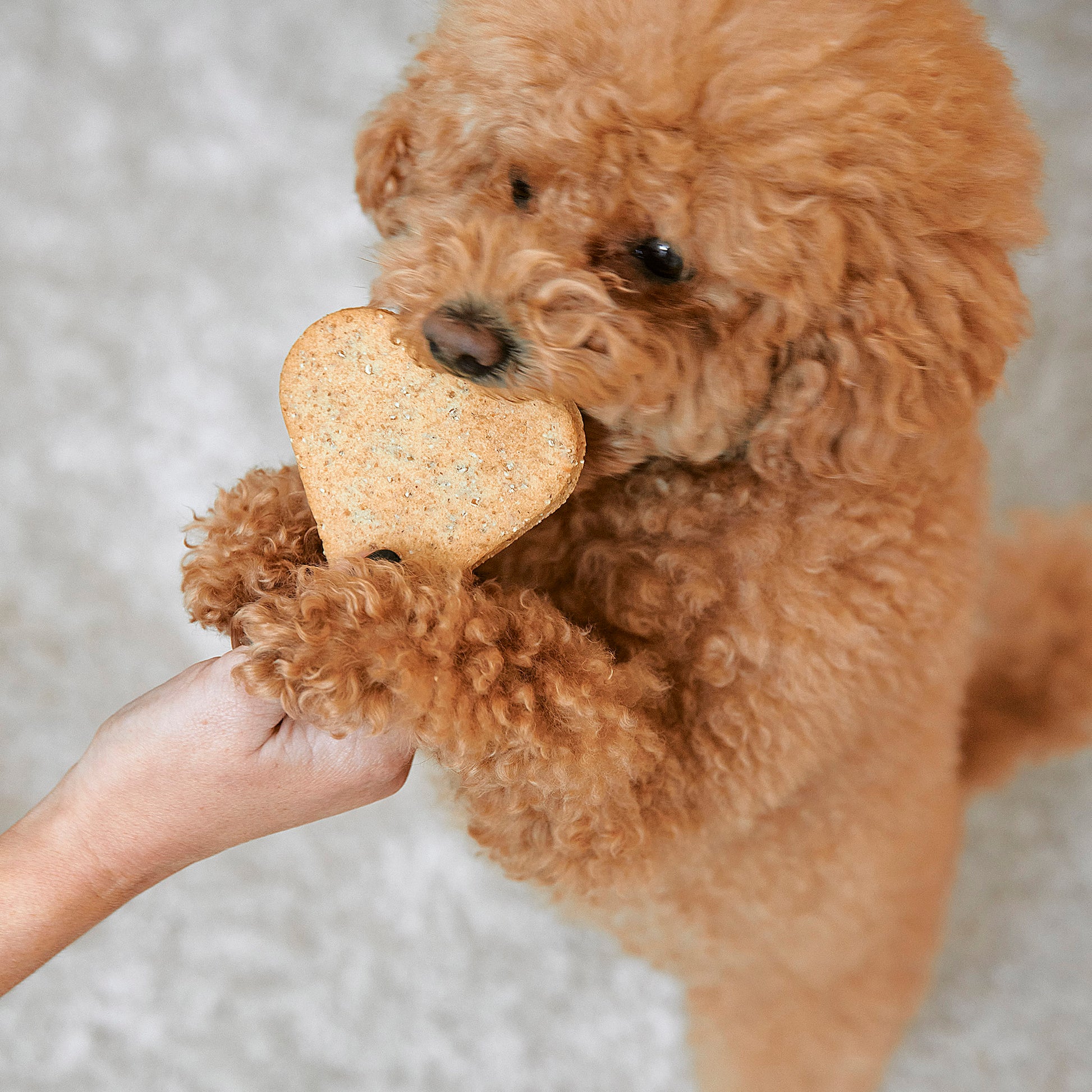 I Woof You – handbakat hundgodis med hjärtan