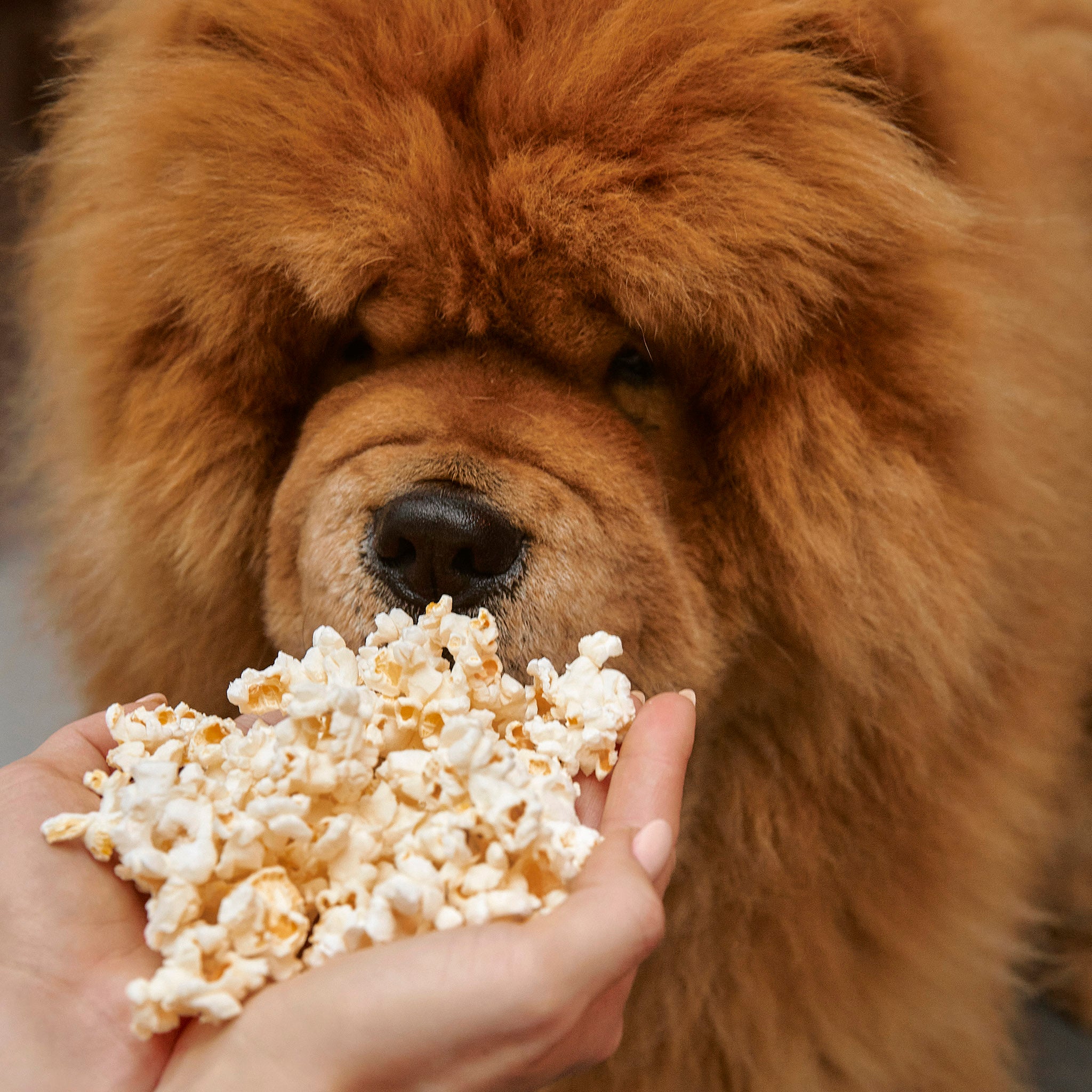 | Popcorn din hund med smak av lax – Dog Bakery Stockholm